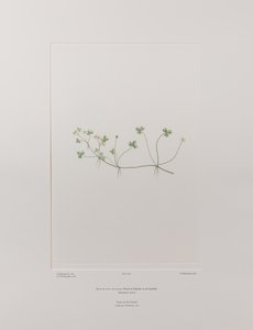 Ranunculus rivularis (Ranunculaceae) - Tafel 405, Banks