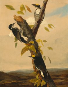 Dreizehenspecht, 1831-1833