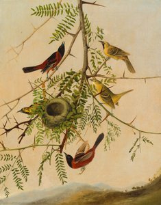 Gartenwaldsänger, 1830-1832