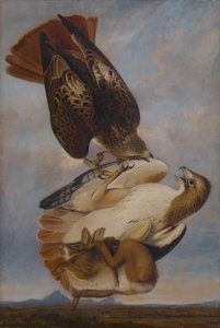 Rotschwanzbussard