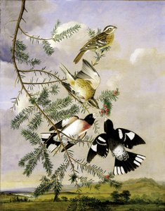 Rosenbrust-Grosbeak, Mitte bis Ende 19. Jahrhundert
