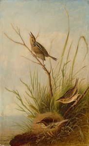 Scharfschwanzammer, 1831-1833