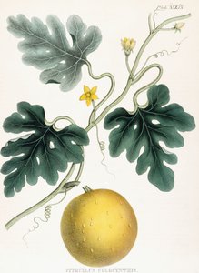 Colocynth, aus "Illustrationen der medizinischen Botanik: Bestehend aus farbigen Abbildungen der Pflanzen, die die wichtigen Artikel der Materia Medica liefern". J.H. Colen