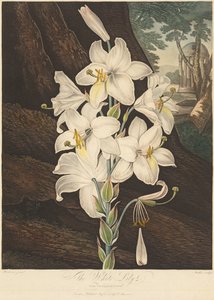 Der Tempel der Flora; oder Garten der Natur: Weiße Lilie mit bunten Blättern von Joseph Constantine Stadler