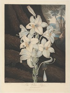 Die Weiße Lilie mit bunten Blättern, 1800, aus Robert John Thorntons 