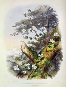 Rhododendron: Dalhousie, Zeichnung aus 