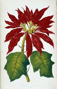 Blume und Blätter der Poinsettia Pulcherrima. Botanische Tafel in „Pflanzen mit buntem Laub. Sammlung der bemerkenswertesten Arten zur Dekoration von Gärten, Gewächshäusern und Wohnungen, von Edward Joseph Lowe und W. Howard, Mitglieder der London Hort von Joseph Edward and Howard W Lowe