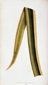 Blatt von Ananassa Sativa Variegata. Botanische Tafel in Die bunten Laubpflanzen von Joseph Edward and Howard W Lowe
