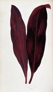 Blatt von Dracaena ferrea in „Pflanzen mit buntem Laub. Sammlung der bemerkenswertesten Arten zur Dekoration von Gärten, Gewächshäusern und Wohnungen, von Edward Joseph Lowe und W. Howard, Mitglieder der London Horticulture Society. Aus dem Englischen über
