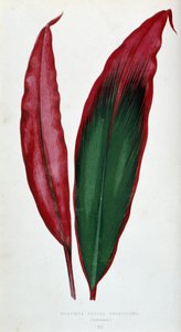 Blatt von Dracaena ferrea versicolor. Botanische Tafel in „Pflanzen mit buntem Laub. von Joseph Edward and Howard W Lowe