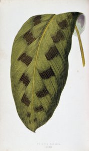 Blatt von Maranta Pardina. Botanische Tafel in „Pflanzen mit buntem Laub. Sammlung der bemerkenswertesten Arten zur Dekoration von Gärten, Gewächshäusern und Wohnungen, von Edward Joseph Lowe und W. Howard, Mitglieder der London Horticulture Society. Aus d von Joseph Edward and Howard W Lowe