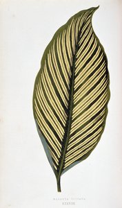 Blatt von Maranta Vittata. Botanische Tafel in Pflanzen mit buntem Laub. Sammlung der bemerkenswertesten Arten zur Dekoration von Gärten, Gewächshäusern und Wohnungen, von Edward Joseph Lowe und W. Howard, Mitglieder der London Horticulture Society