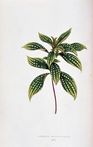 Blatt von Sonerila margaritacea von Joseph Edward and Howard W Lowe