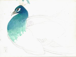Pfau nach links blickend, 14.VI.1900, 1900 von Joseph Edward Southall