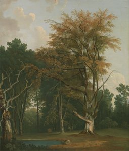 Bäume in einer Waldlichtung