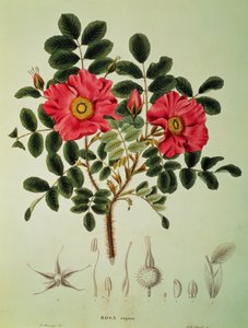Rosa rugosa, aus 