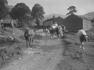 Kühe auf einer Straße treiben von Joseph Hardman