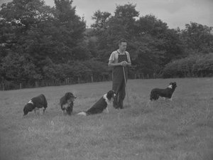 Schäfer und vier Hunde
