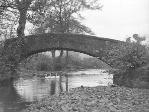 Drei Gänse auf dem Wasser unter einer Steinbrücke