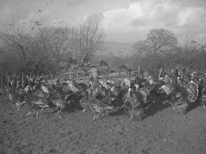 Truthähne auf dem Feld und auf dem Zaun sitzend von Joseph Hardman