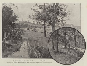Churchyard Bottom Wood, Highgate, dessen Plünderung zur Diskussion steht von Joseph Holland Tringham