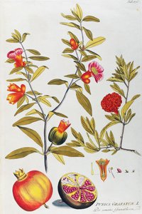 Granatapfel (Punica granatum) aus Icones plantarum medicinalium, Wien von Joseph Jacob Plenck