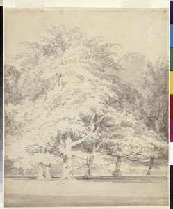 Buchenbäume von Joseph Mallord William Turner