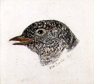 Kuckuck, aus dem Farnley Buch der Vögel, ca. 1816 von Joseph Mallord William Turner