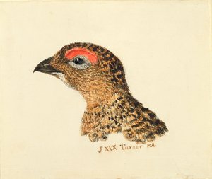 Kopf eines Moorhuhns, aus dem Farnley Buch der Vögel, ca. 1816 von Joseph Mallord William Turner