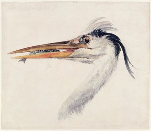 Reiher, aus dem Farnley-Buch der Vögel von Joseph Mallord William Turner