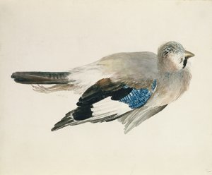 Eichelhäher, aus dem Farnley Buch der Vögel, ca. 1816 von Joseph Mallord William Turner