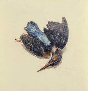Eisvogel, aus dem Farnley Buch der Vögel, ca. 1816 von Joseph Mallord William Turner