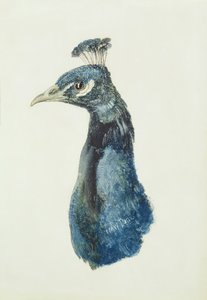 Pfau, aus dem Farnley Buch der Vögel, ca. 1816 von Joseph Mallord William Turner