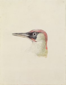 Specht, aus dem Farnley Buch der Vögel, ca. 1816 von Joseph Mallord William Turner