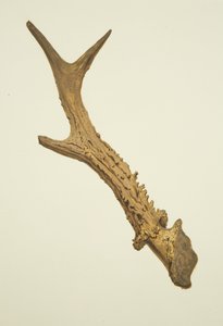 Horn ausgegraben im Kirchhof von St Ewen