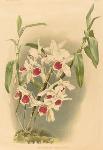 Dendrobium Leechianum von Joseph Mansell