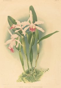 Laelia Elegans Schilleriana von Joseph Mansell
