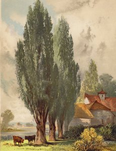 Lombardische Pappeln, englische Szene von Joseph Needham