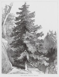 Die Lärche von Joseph Needham