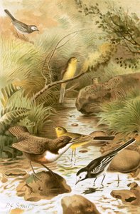 Wasseramsel, Bachstelze und Schafstelze von Joseph Smit