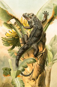 Die schwarze Leguan