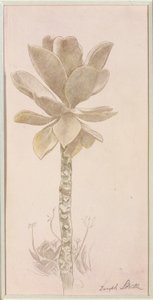 Blumenstudie von Joseph Stella