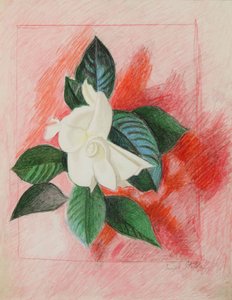 Gardenie, ca. 1940