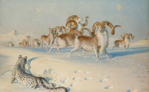 Ein Schneeleopard, der Ovis Poli verfolgt von Joseph Wolf