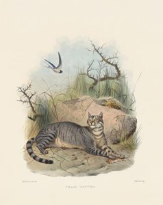 Afrikanische Wildkatze (Felis caffra)