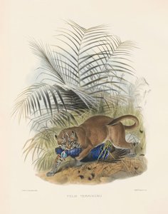 Asiatische Goldkatze (Felis temminckii)