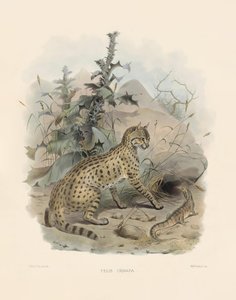 Asiatische Wildkatze