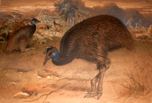 Bennetts Kasuar (Casuarius bennetti), ca. 1851-76 von Joseph Wolf