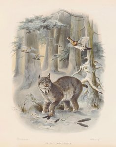 Kanadischer Luchs (Felis canadensis) von Joseph Wolf