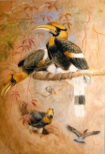 Konkav-Helmhornvogel (Dichoceros bicornis), 1856-67